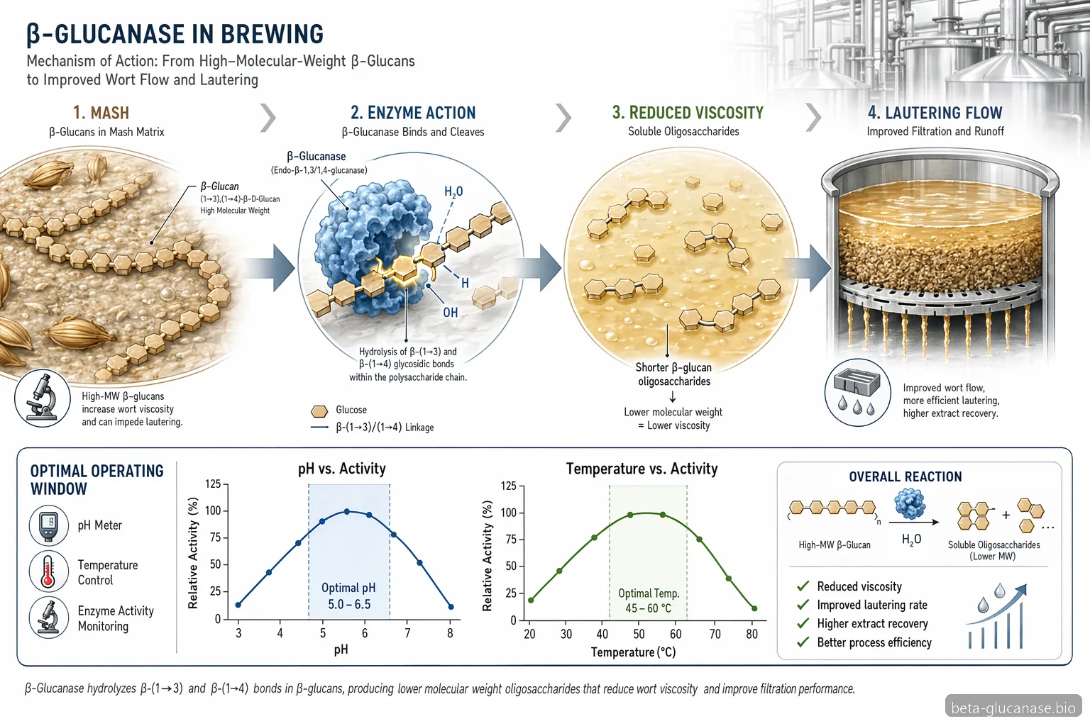 beta glucanase brewing mechanism showing beta-glucan breakdown, pH-temperature window, and lautering flow